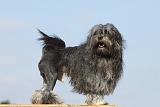 PETIT CHIEN LION 211